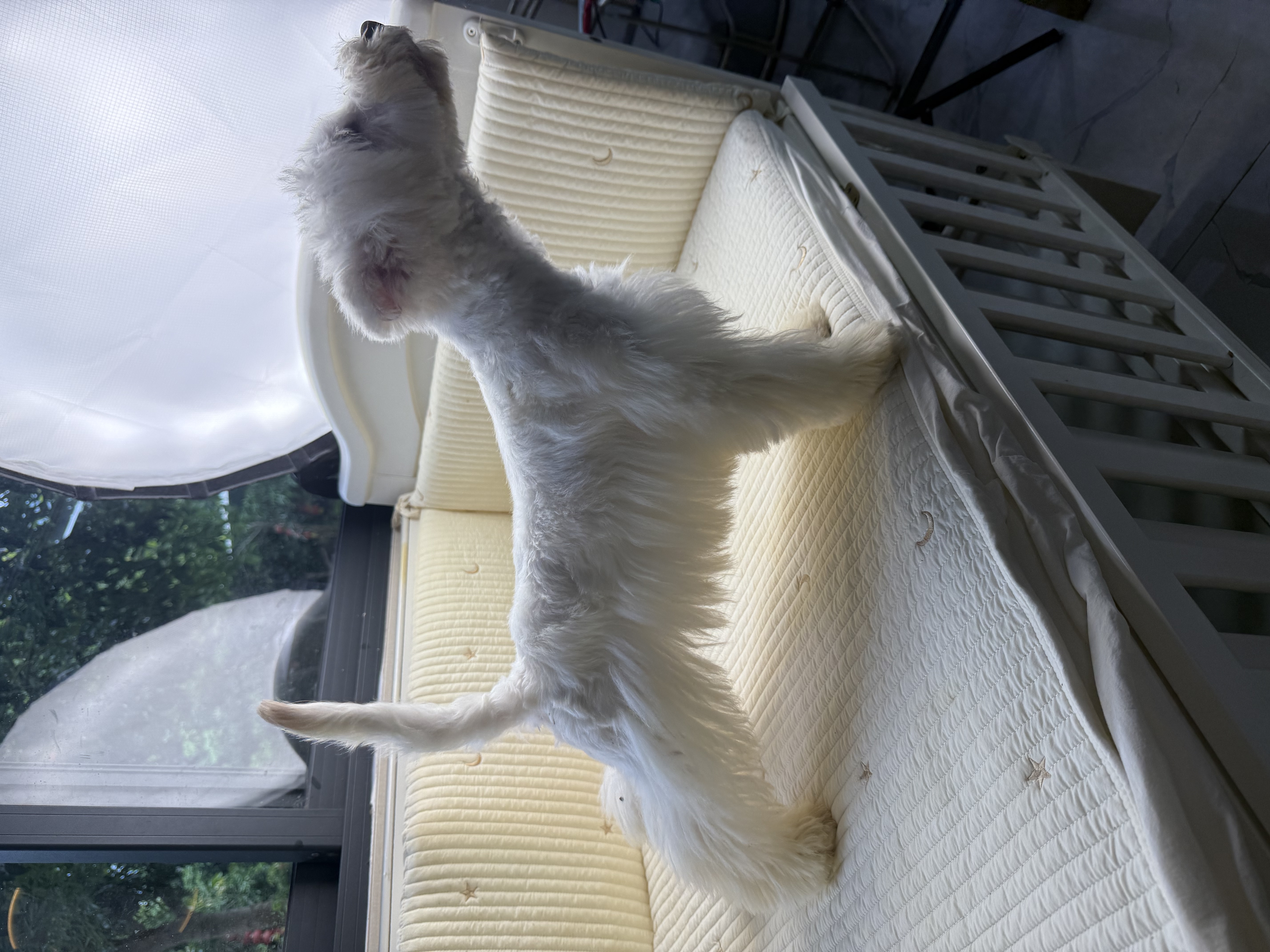 精品 软爆毛 五官好 骨架粗 西高地